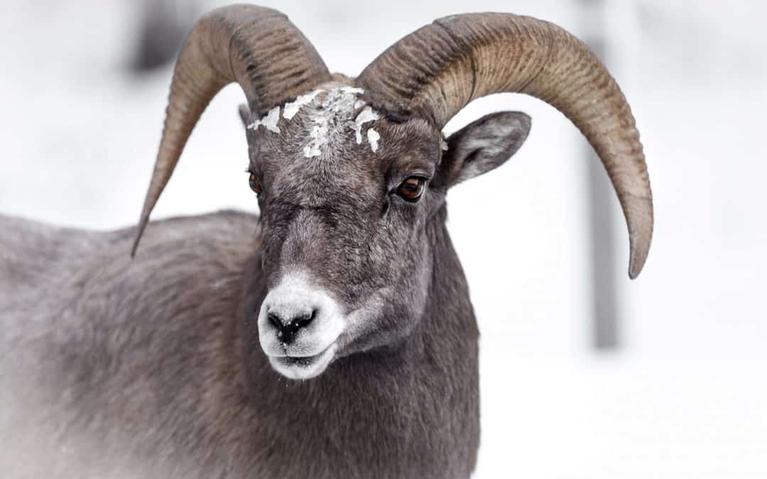 Will God Do As He Promised?