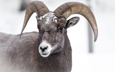 Will God Do As He Promised?